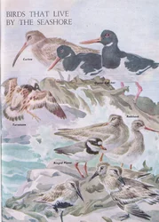 Uccelli che vivono sulla riva del mare, illustrazione da The Children